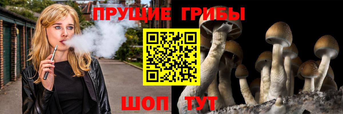 Псилоцибиновые грибы Psilocybe Нижнеудинск